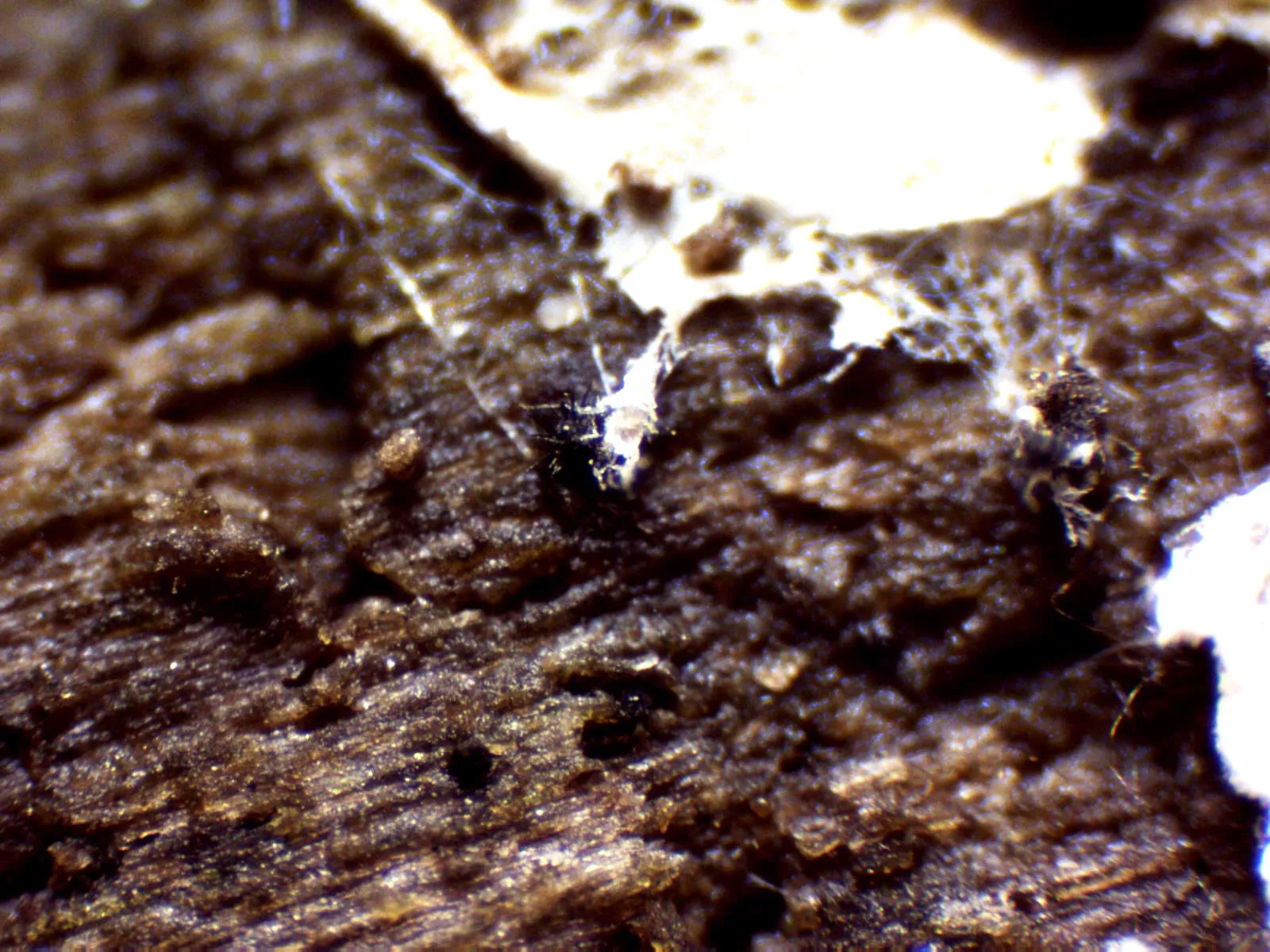 1 - X 40 1